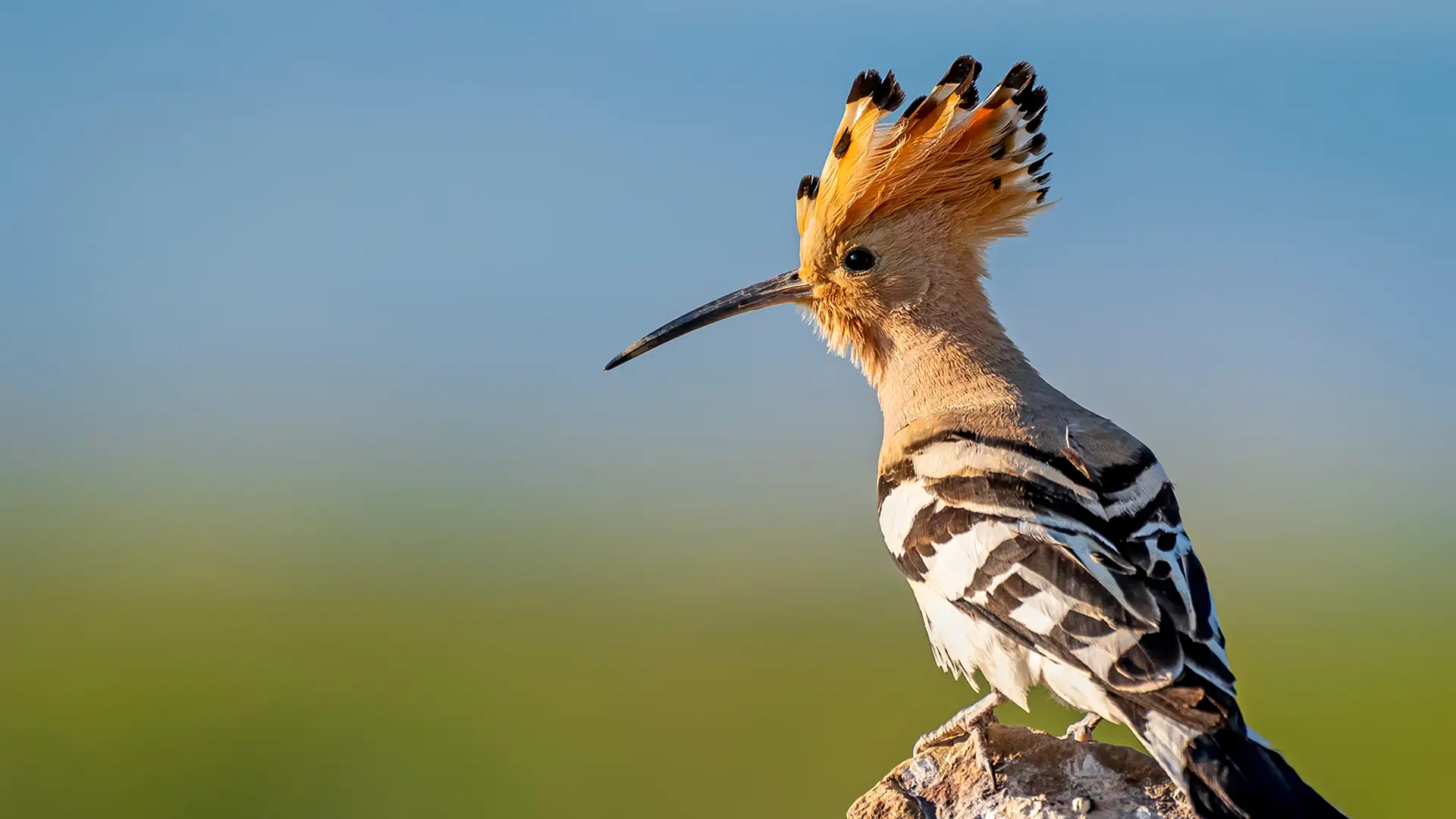 The featured image of this holiday